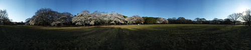 Cherry Blossom - Panorama 9