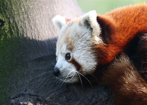 Un panda roux pris au zoo de Lille