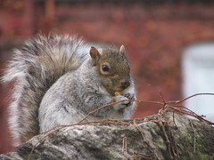WPI Squirrel