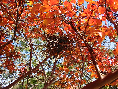 A bird's nest and fall colors