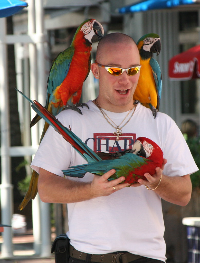 Parrots galore