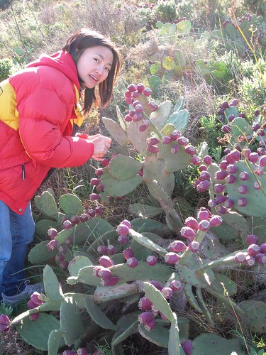 Picking prickly pears