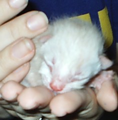 Kitten7