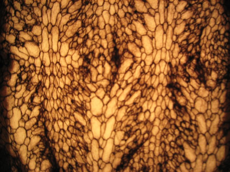 Dove shawl, detail
