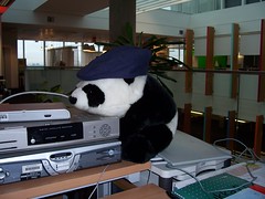 Big BBCi Panda Wears A Hat
