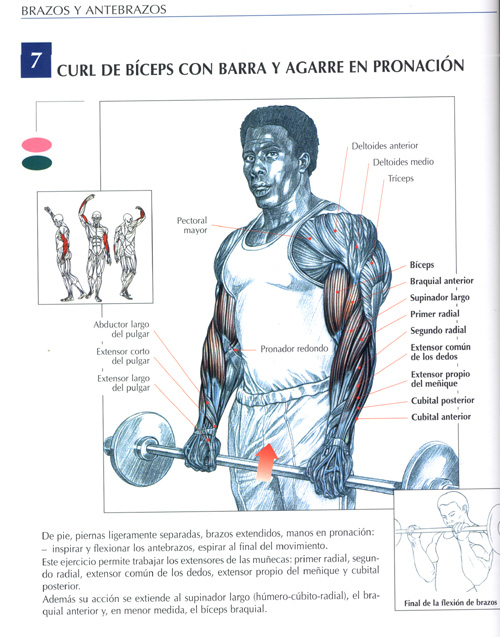 Ejercicios Biceps