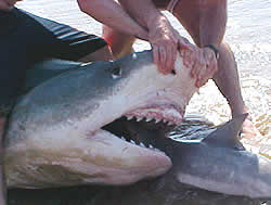 Sharkonshark