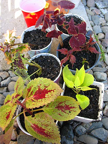Potted Coleus cuttings