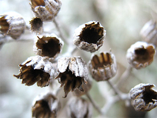 Dried up Dusty Miller seed heads