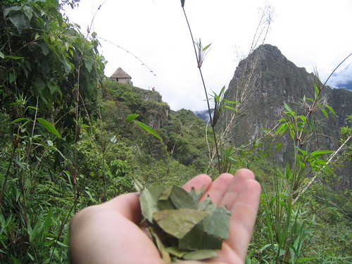 Coca leaves on Machu Pichu