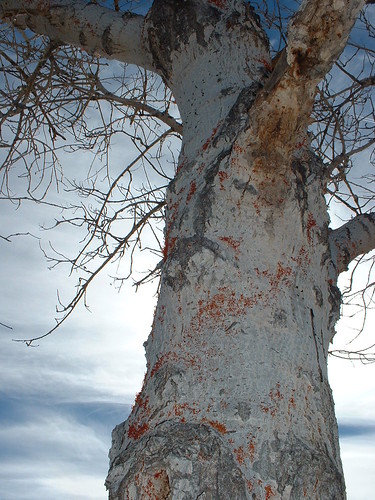 New Mexico tree #2
