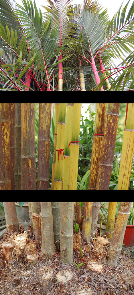 3-Bamboo