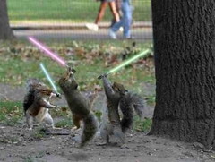 The Squirrel Force Is with Us