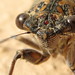 Ibiza - Insect