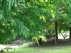 Bald cypress woods