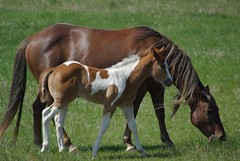 Colt and Mare