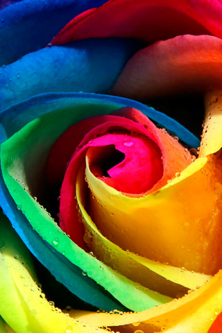 Rainbow Rose iphone wallpaper