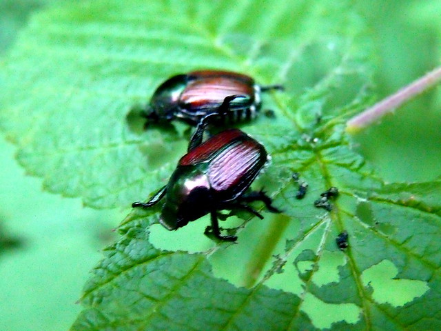  ... beetles and ticks and they both look similar to me but these