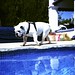 Ibiza - pool dog