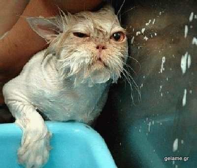 cats-bath-pictures-11