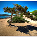 Ibiza - Tree on the beach at Ibiza