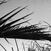 Ibiza - bw film leaves spain palm ibiza brightligh