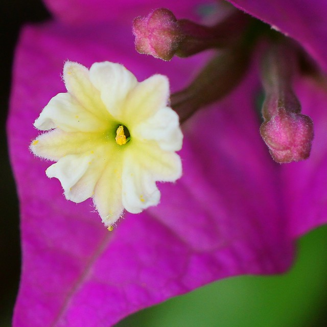 Flowers In VJC | Flickr - Photo Sharing!