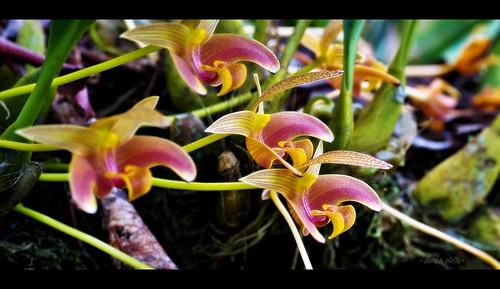 Lobb's Bulbophyllum { Bulbophyllum Lobbii }