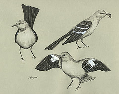 Mockingbird drawing