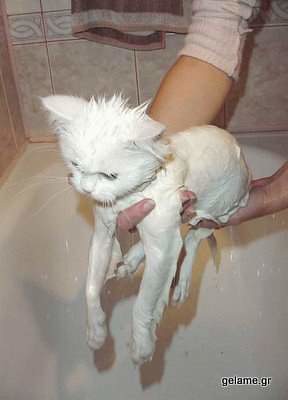 cats-bath-pictures-10