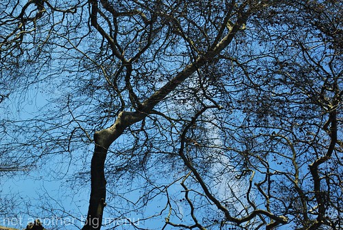 Trees in London 3