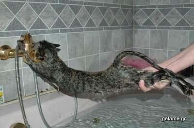 cats-bath-pictures-16