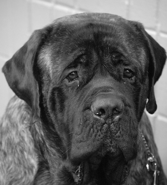 WESTMINSTER DOG SHOW - Neopolitan Mastiff | Flickr - Photo Sharing!