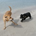 Ibiza - Perros jugando en la playa_2
