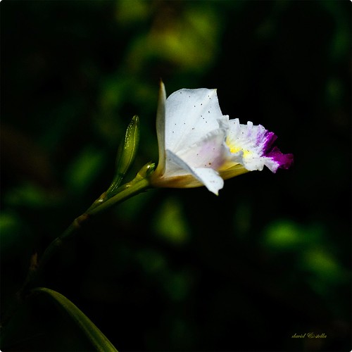 Arundina graminifolia {bamboo orchid}