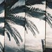 Ibiza - ibiza palm