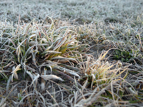 frost 3