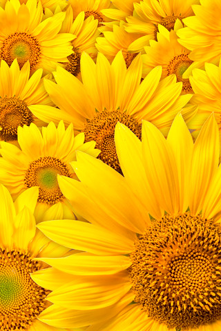 Sunflower iphone wallpaper