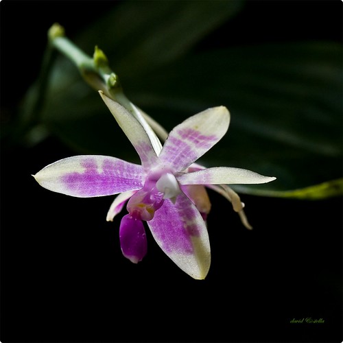 The Modest Phalaenopsis {Phalaenopsis modesta}