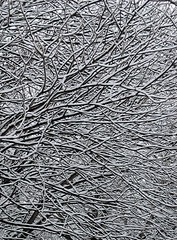 Lines of snow along tree branches.