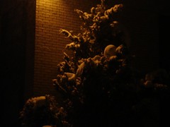 Snow (3)