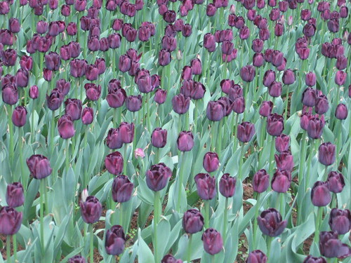 purple_tulips_1