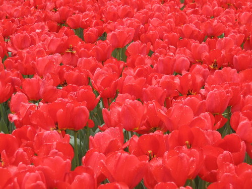 red_tulips_1