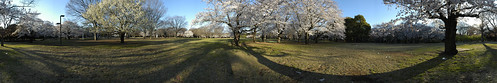 Cherry Blossom - Panorama 7