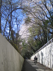 Sakura in Tsukuba