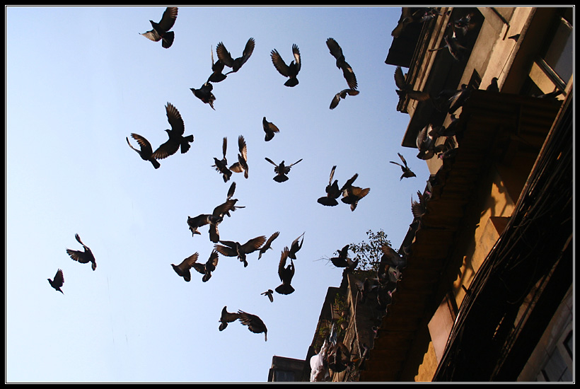 Kolkata Pigeon