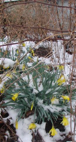 snow daffodils