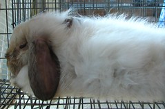 Rabbit at the 2006 Williamson County Fair