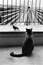 Gato Antento, de novo de Cartier-Bresson