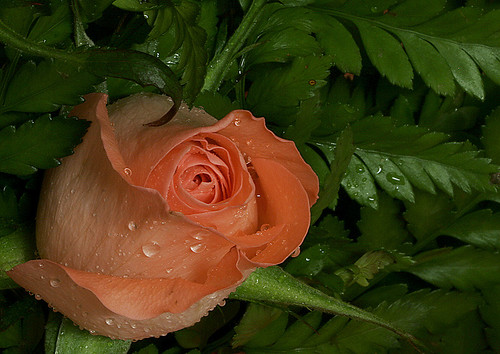 The Rose III